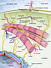 Molecular cytoarchitecture of a myocyte, featuring proteins involved in ske