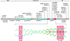 Updated chart of desmin mutations.