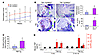 Increased joint inflammation and osteoclastogenesis in TNF-Tg/Nfkb2–/– mice