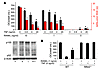 TNF-induced NF-κB p100 inhibits RANKL-induced osteoclastogenesis.