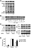 TNF-induced TRAF3 negatively regulates osteoclastogenesis through NIK.