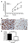 CT26 tumor growth and tumor cell proliferation are inhibited in FAP-deficie