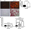 FAP regulates accumulation of collagen in vivo.