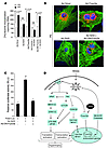 A DN-Foxo3a eliminates the antihypertrophic effect of Sirt3.