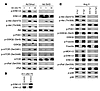 Sirt3 blocks the agonist-induced signaling pathways involved in development