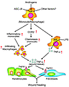 AR enhances local TNF-α expression from macrophages through multiple mechan