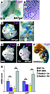 RA regulation of Wnt during lung formation.