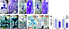 Wnt disruption leads to lung bud agenesis in RA-sufficient foreguts.