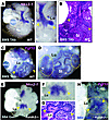 Tgfβ inhibition and Wnt activation fully rescue lung buds in RA-deficient c