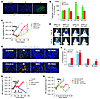 HIF-1 activity is increased in irradiated tumors and is necessary for influ