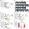 Therapeutic effect of blocking the interaction of SDF-1 with CXCR4 after wh