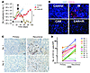 CD11b+ cells are associated with GBM tumor recurrences in U251 i.c. tumors