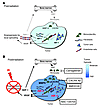 Model of the main contributions of BMDCs; and cytokines that promote restor