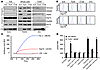 Hsp72 is expressed at the surface of TDEs and bound on TLR2.