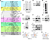 REEP1 is in the DP1/Yop1p superfamily of ER-shaping proteins.