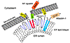 Model for interactions among the HSP proteins in the tubular ER.