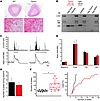 Adrenal gland phenotype in Trpm4–/– mice.