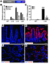 Expression of the US28 transgene in VS28 mice.