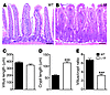 Histological changes in VS28 mice.