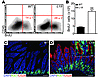 US28 expression induces IEC proliferation.