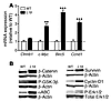 Expression of US28 in IECs leads to activation of Wnt and MAPK pathways.