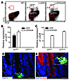 US28 is expressed in Lgr5+ intestinal stem cells.