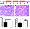 Response of VS28 and WT mice to AOM/DSS.