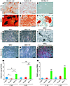 CTGF-derived fibroblasts are a stable population.