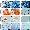 Clonal progenies of MSCs differentiate into multiple mesenchymal lineages.