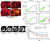 Myofibroblastic differentiation of MSC-derived fibroblastic cells by TGF-β1