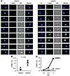 Expression and maintenance of LANA within human tonsillar B cells.