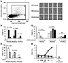 Growth and proliferative effects of KSHV on latently infected B cells.