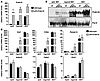 Transgenic expression of Prdm16 induces a thermogenic gene program in subcu