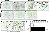 Prdm16 stimulates the development of brown-like adipocytes in subcutaneous