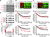 Regulation of the JAK2/Stat3 pathway in basal-like breast cancer cells and