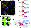 Specific activation of Stat3 in CD44+CD24– cells in primary human breast tu