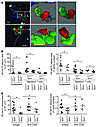 CCL17+ DCs mediate atherogenesis by priming T cells.