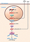 siRNA, miRNA, and shRNA cellular pathways.