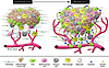 The tumor microenvironment.