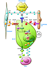 Cytokines secreted by cells in the tumor microenvironment regulate BCSC sel