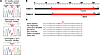 A missense mutation in PSMB8.