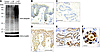 Ubiquitinated proteins accumulate in JASL cells.