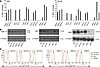 Validation of selected genes in IM-9 target cells with stable expression of