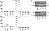 Analysis of IM-9 cells expressing shRNAs targeting TYK2 and JAK3.