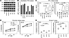 Analysis of IM-9 cells expressing shRNAs targeting JAK1.