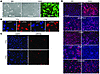 Characterization of MM and KMM cells.