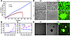 Immortalization and transformation of MM cells by KSHV.