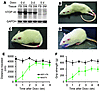 Suppressing mutant TDP-43 expression results in partial recovery of motor f