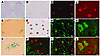 Restricted overexpression of mutant TDP-43 in motor neurons is achieved in