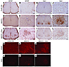 Astrocytes and microglia react to motor neuron death in rats.